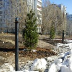 саженцы кедра купить
